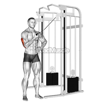 Cable One Arm Side Triceps Pushdown