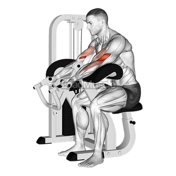 Lever Preacher Curl