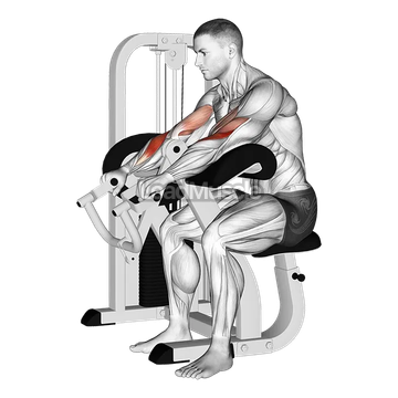 Lever Reverse Grip Preacher Curl