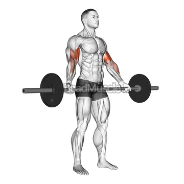 Barbell Standing Wide-Grip Biceps Curl