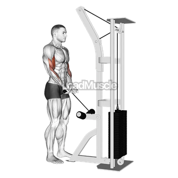 Cable Close Grip Curl