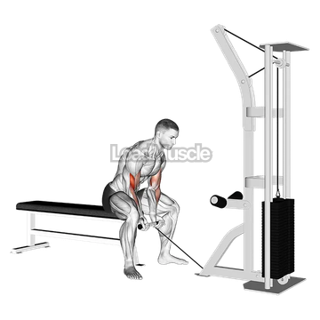 Cable Concentration Curl