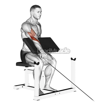 Cable One Arm Reverse Preacher Curl
