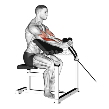 Cable Rope Hammer Preacher Curl