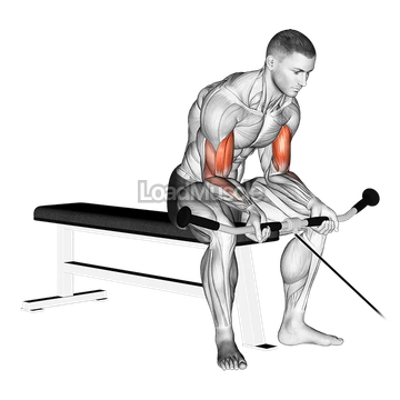 Cable Seated Curl