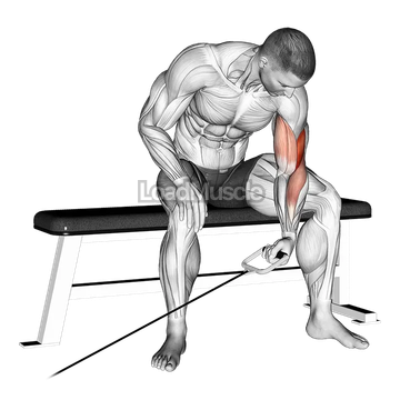 Cable Seated One Arm Concentration Curl