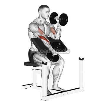 Dumbbell Alternate Hammer Preacher Curl