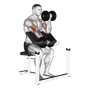 Dumbbell Alternate Preacher Curl