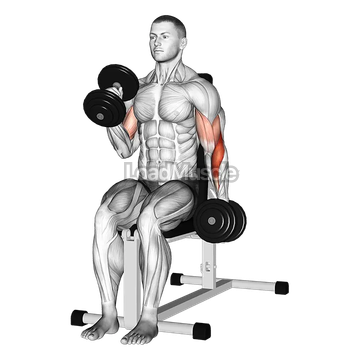 Dumbbell Alternate Seated Hammer Curl