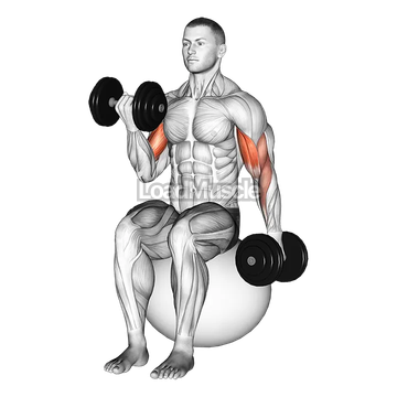 Dumbbell Alternating Seated Bicep Curl on Exercise Ball