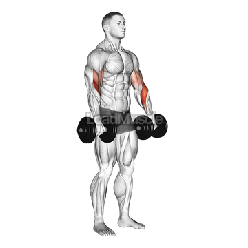 Dumbbell Biceps Curl Reverse