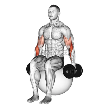 Dumbbell Hammer Curl on Exercise Ball