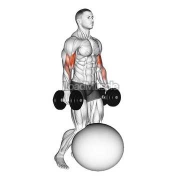 Dumbbell Kneeling Bicep Curl Exercise Ball