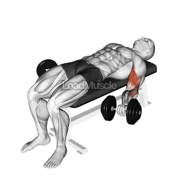 Dumbbell Lying Supine Biceps Curl