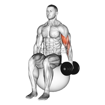 Dumbbell One Arm Seated Bicep Curl on Exercise Ball