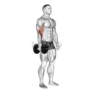 Dumbbell One Arm Standing Hammer Curl