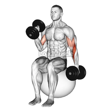 Dumbbell Seated Alternate Hammer Curl on Exercise Ball