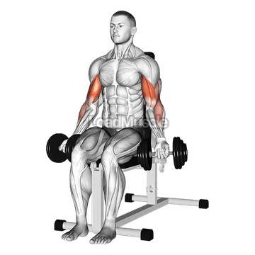 Dumbbell Seated Bicep Curl