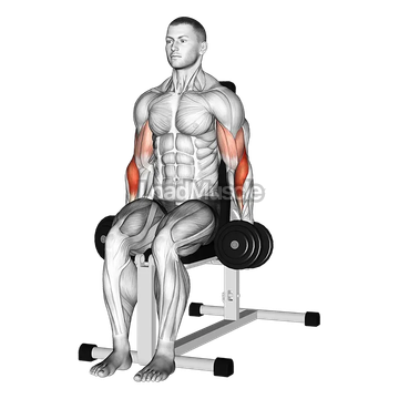 Dumbbell Seated Hammer Curl