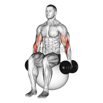 Dumbbell Two Arm Seated Hammer Curl on Exercise Ball