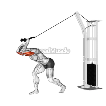 Cable High Pulley Overhead Tricep Extension