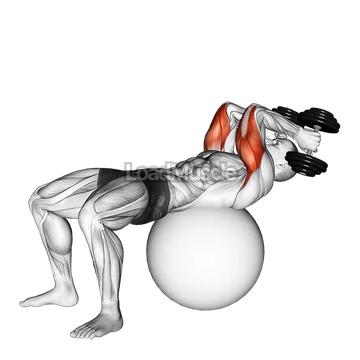 Exercise Ball Supine Triceps Extension