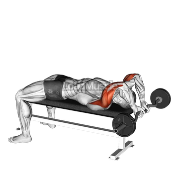 EZ Bar Lying Close Grip Triceps Extension Behind Head
