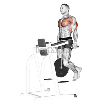 Weighted Tricep Dips