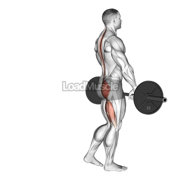 Barbell Single Leg Deadlift