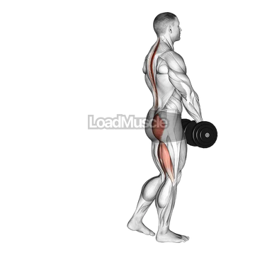 Dumbbell Single Leg Deadlift