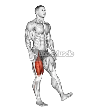 Single Leg Squat (pistol)