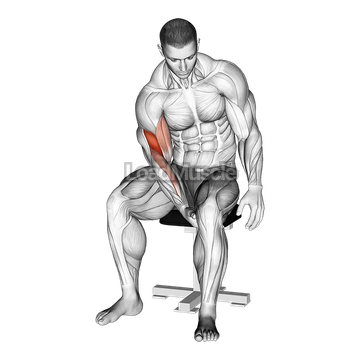 Biceps Leg Concentration Curl