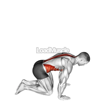 Kneeling Back Rotation Stretch