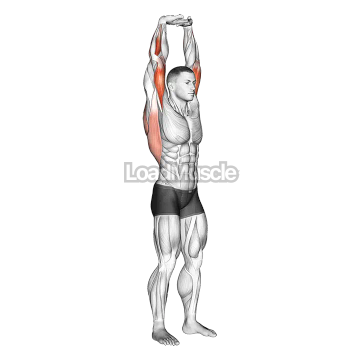 Extension Of Arms In Vertical Stretch