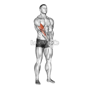 Elbow Extension And Supination - Pronation Forearm Stretch