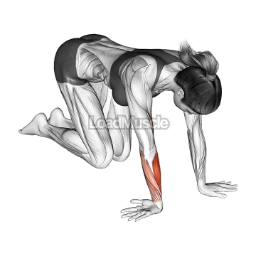 Wrist Ulnar Deviator And Extensor Stretch