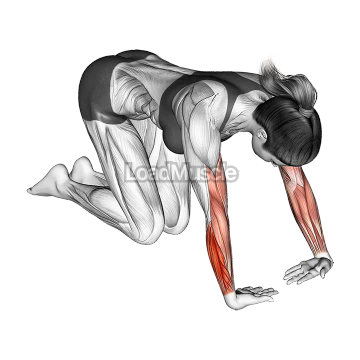 Wrist Radial Deviator And Extensor Stretch