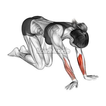 Wrist Radial Deviator And Flexor Stretch