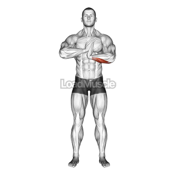 Finger Flexor Stretch