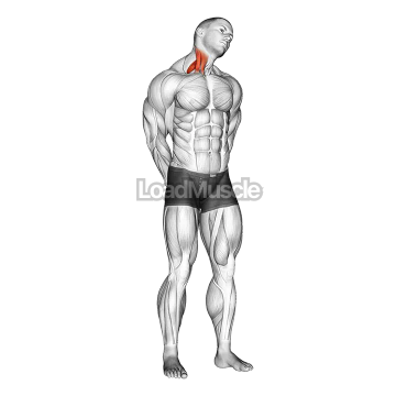 Extension And Inclination Neck Stretch