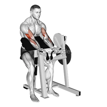 Lever Preacher Curl (plate loaded)