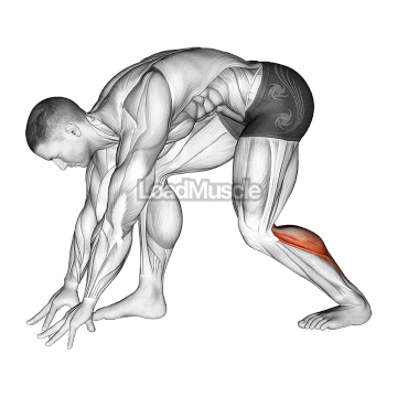 Crouching Heel Back Achilles Stretch