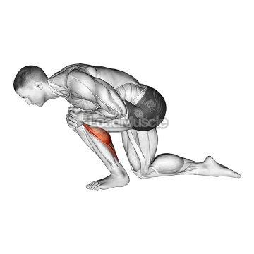 Kneeling Heel Down Achilles Stretch