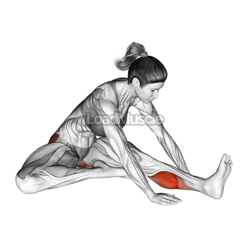 Seated Hip External Rotator And Hip Extensor Stretch