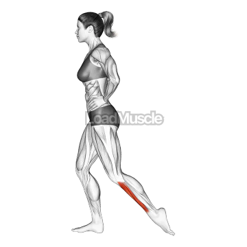 Standing Toe Extensor Stretch