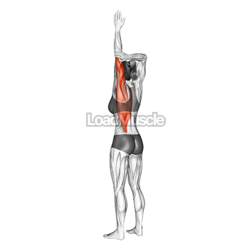 Shoulder Adductor Elevator And Protractor Stretch