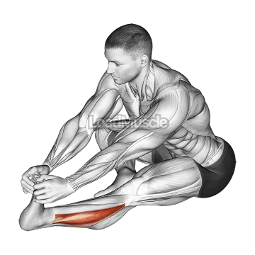 Sitting Toe Pull Calf Stretch