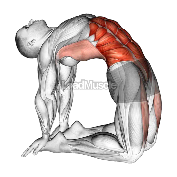 Hip Extension On Knees