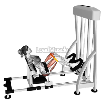 Lever Hip Thrust With Resistance Band