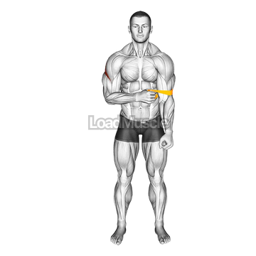 Resistance Band External Rotation